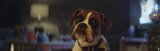 Buster_The_Boxer_-_John_Lewis_Christmas_Ad_07-large_trans++NJjoeBT78QIaYdkJdEY4CnGTJFJS74MYhNY6w3GNbO8